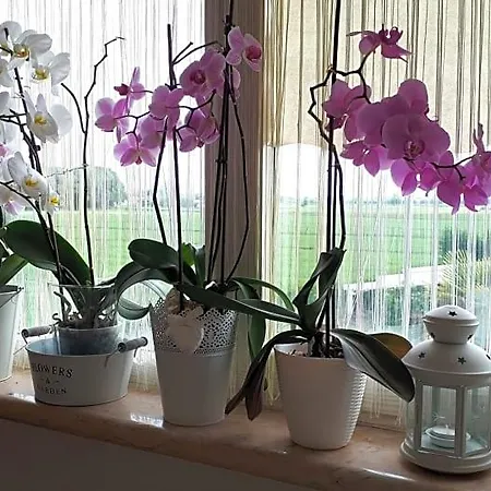 Frühstückspension A Casa Di Eleonora Villafranca di Verona